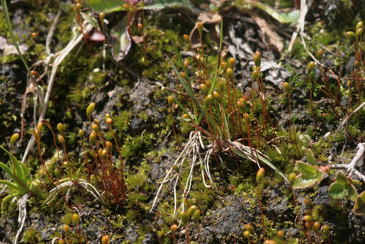 Представитель Семейства Meesiaceae